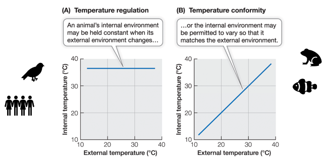 <p>Regulators temp: An animal’s internal environment may be held constant when its external environment changes (birds/humans)</p><p>Conformers temp: The internal environment may be permitted to vary so that it matches the external environment (frogs/fish)</p>