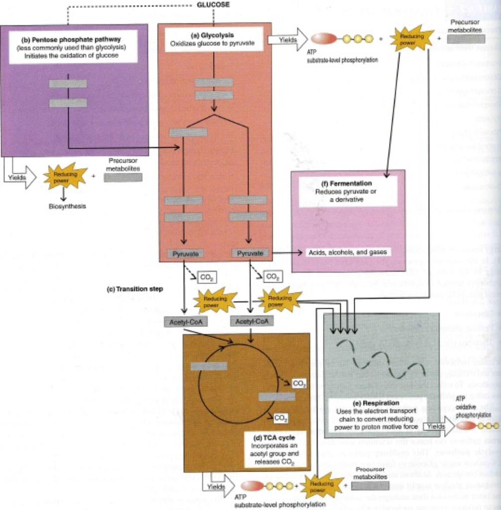 <p>consists of glycolysis and the krebs cycle and intermediates, contains plug-ins for "non-sugars"</p>