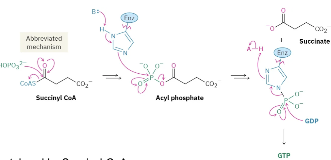 <p>Step 5: Acyl-CoA cleavage – Conversion of Succinyl-CoA to</p><p>Succinate</p>