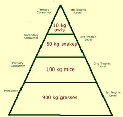 <p>Diagram representing the biomass in each trophic level of an ecosystem</p>