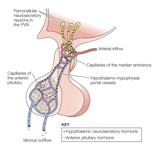 <p>anterior vs posterior location based on this picture</p>