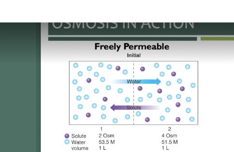 <p>(separated by a membrane freely permeable to water and solutes)</p><p>what will happen here </p><p>what will be the result solute and water here </p><p>what is the net flux </p>