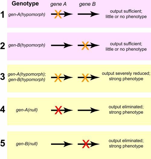 <p>- Partially functional alleles are said to be hypomorphic; they are recessive to alleles that are more functional, including (usually) the wild-type allele</p><p>- is a partially working gene instruction that makes a small amount of product, but less than a normal working gene</p><p>Example: A dim flashlight that still gives off a little light, but isn't as bright as a brand-new one.</p>
