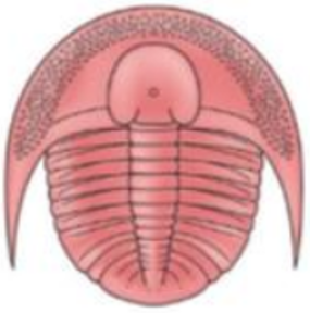 <p>Filter feeding</p>