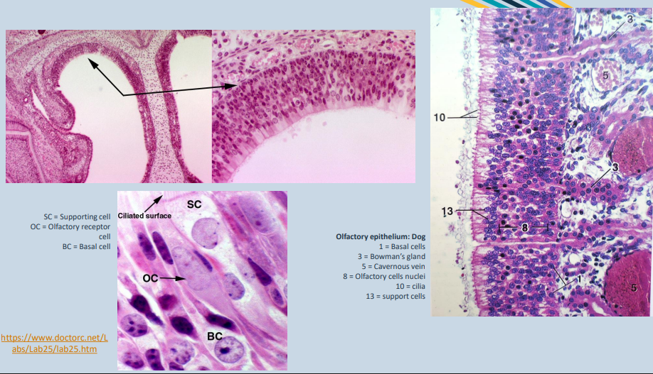 <p>Olfactory region of nasal cavity</p><p>• Dorsocaudal portion of the nasal cavity</p><p>• Thicker epithelium, more tubular glands and many nerve fibres compared to respiratory region</p><p></p><p>Olfactory epithelium =<strong> ciliated pseudostratified columnar cells </strong>with:</p><p>• Neurosensory olfactory cells <strong>(bipolar neurons)</strong> – connect to olfactory bulb via olfactory nerve (CN I) passing through cribiform plate of ethmoid bone</p><p>• Support cells /<strong> sustentacular cells</strong> (columnar cells with narrow base and wide apical portion)</p><p></p><p><strong>Olfactory glands</strong></p><p>• Located in the lamina propria / submucosa, contain pigmented cells (see image)</p><p>• Squamous cells line the ducts to the epithelial surface</p><p>• Watery secretion to aid olfaction (snot)</p><p></p><p>Olfactory mucosa has very high levels of cytochrome P450 mono-oxygenase</p><p>• Primary site for chemically induced nasal tumours</p>