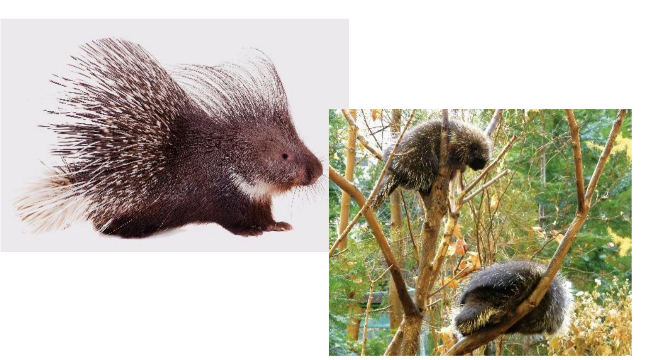 <p><span style="color: blue;">What Family: does the Porcupines belong to?</span></p>