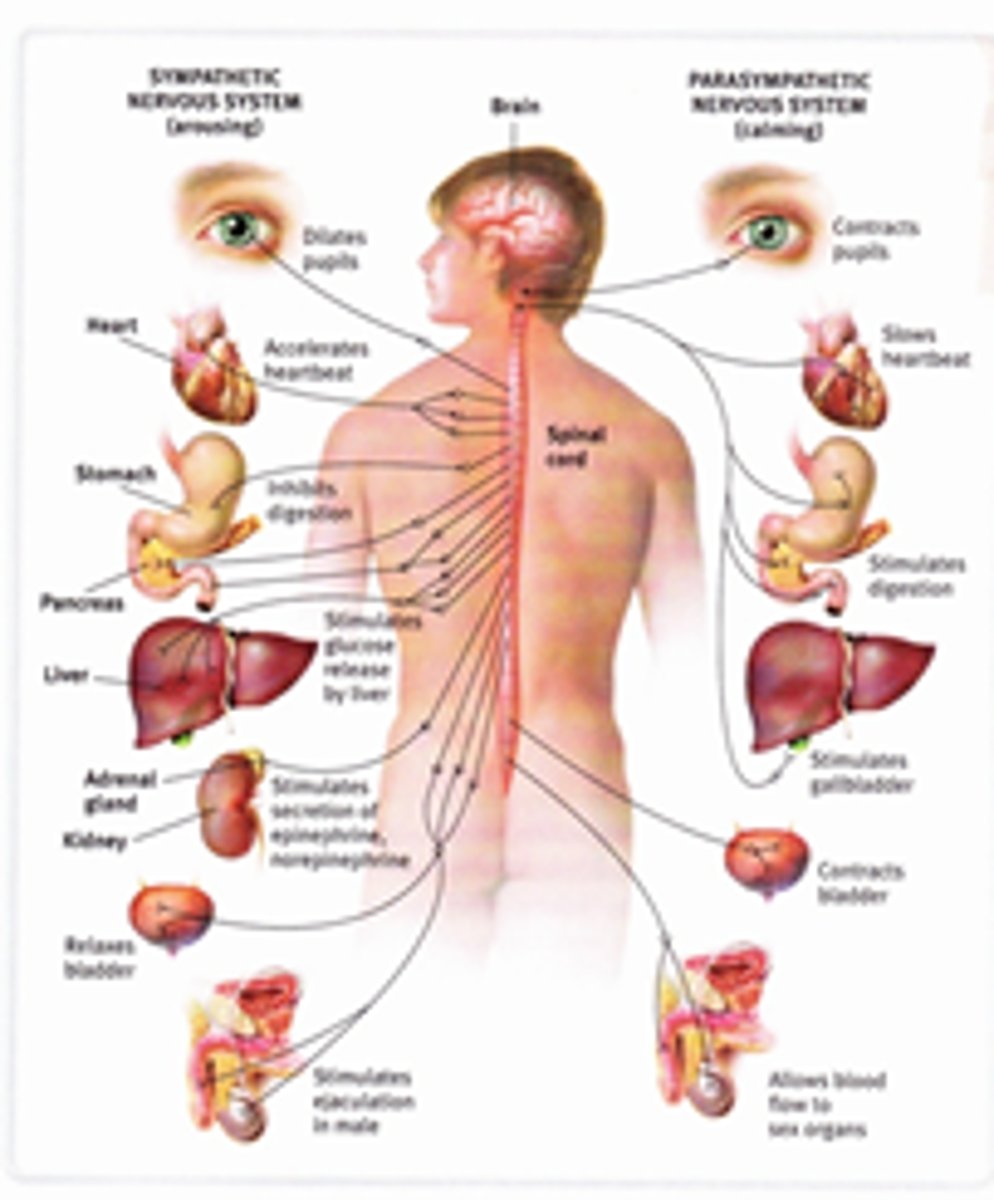 <p>Controls organs/glands</p>