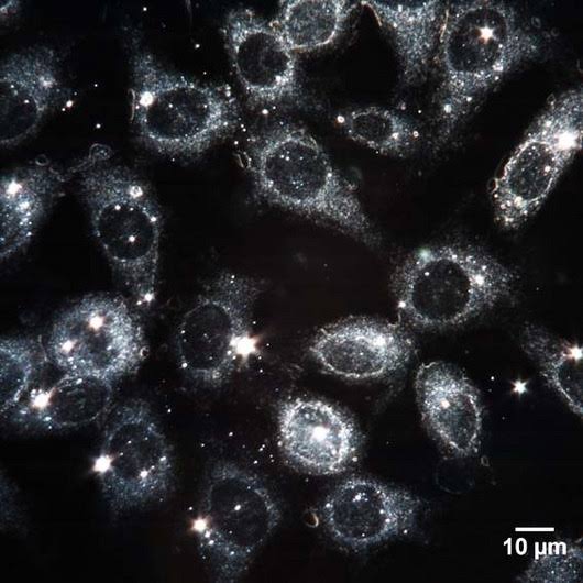 <p>describe darkfield microscopes</p>