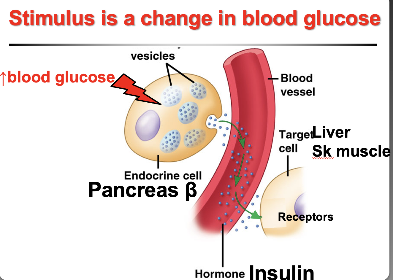 <p>Changes in <strong>blood glucose</strong> stimulate the pancreas by <strong>humoral stimulation</strong> (because glucose is a substance in blood, not a hormone).</p><p><strong>Hyperglycemia (high blood glucose):</strong></p><ul><li><p>Stimulates <strong>β cells of the pancreas and neurons in the hypothalamus</strong></p></li><li><p>Release <strong>insulin (protein hormone)</strong></p></li><li><p><strong>Insulin receptors are on the plasma membrane</strong></p></li><li><p><strong>Effect:</strong> lowers blood glucose</p></li></ul><p><strong>Hypoglycemia (low blood glucose):</strong></p><ul><li><p>Stimulates <strong>α cells of the pancreas </strong></p></li><li><p>Release <strong>glucagon (protein hormone)</strong></p></li><li><p><strong>Effect:</strong> raises blood glucose back to normal</p></li></ul><p><strong>Key idea:</strong><br>Changes in <strong>blood glucose outside the normal range stimulate pancreatic cells to restore homeostasis.</strong></p>