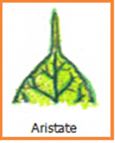 <p>Having or resembling a bristle or awn, especially in botanical terms. </p>
