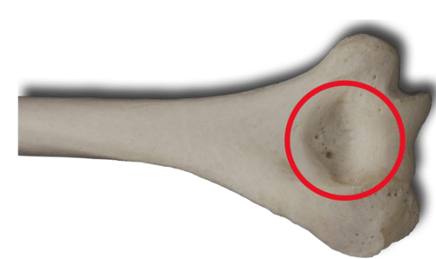 <p>Posterior Aspect of the Humerus</p>