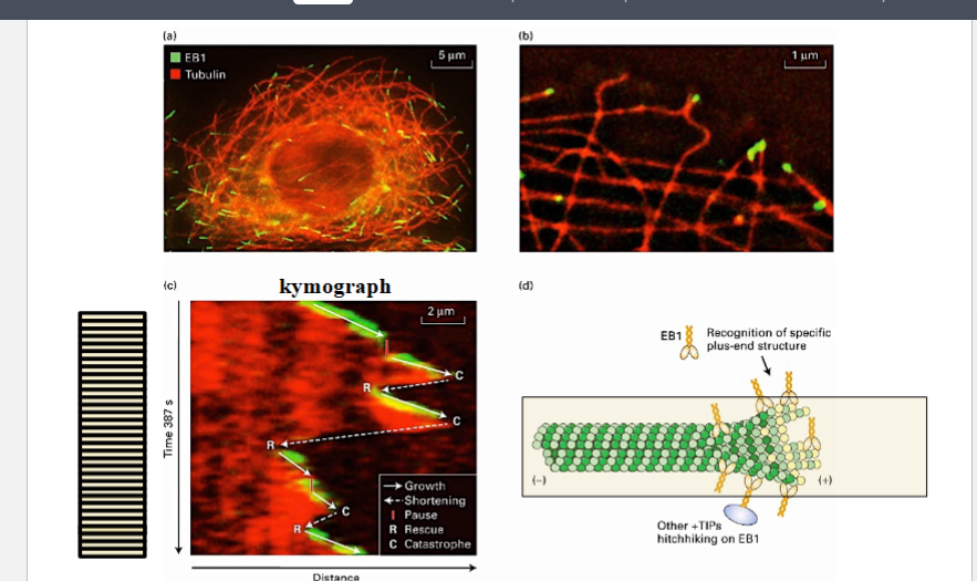 <p><span style="background-color: transparent;"><strong>Destabilizing / Depolymerizing Proteins</strong></span></p>