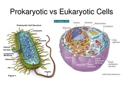 <p>single celled, nucleoid DNA, no nucleus, flagella</p>