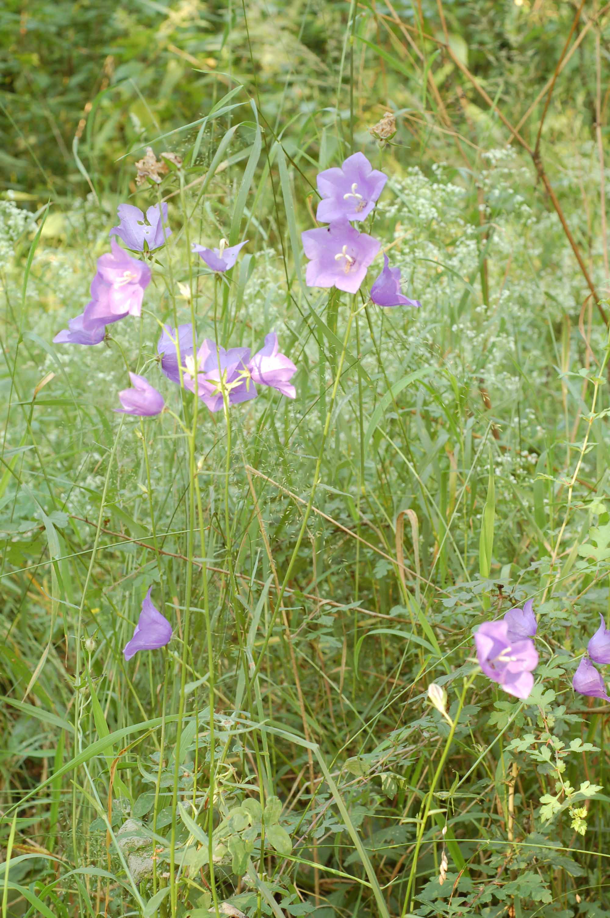 <p><span style="background-color: rgba(0, 0, 0, 0); line-height: 27px;">Klasa <strong>TRIFOLIO-GERANIETEA </strong></span>związek <strong>Ciepłolubne okrajki</strong></p>