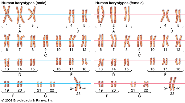 <p>A typical human somatic cell has 46 chromosomes arranged in 23 pairs</p>
