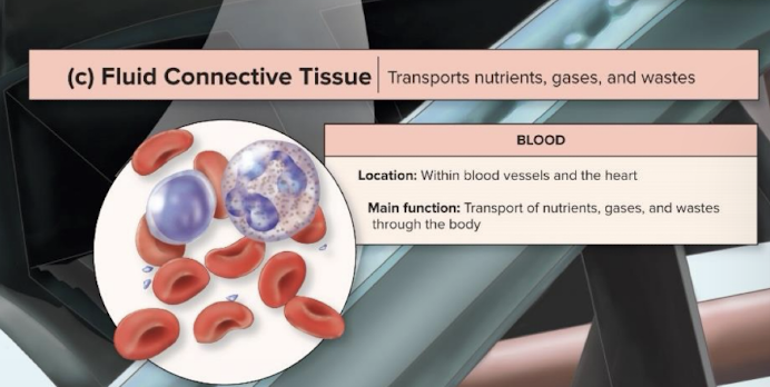 <p>Blood CT</p><ul><li><p>Fluid Ct</p></li></ul><p></p>