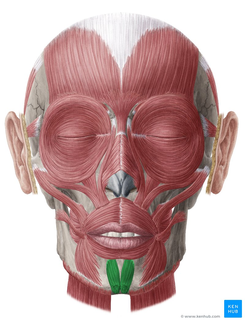 <p>Muscle?</p>