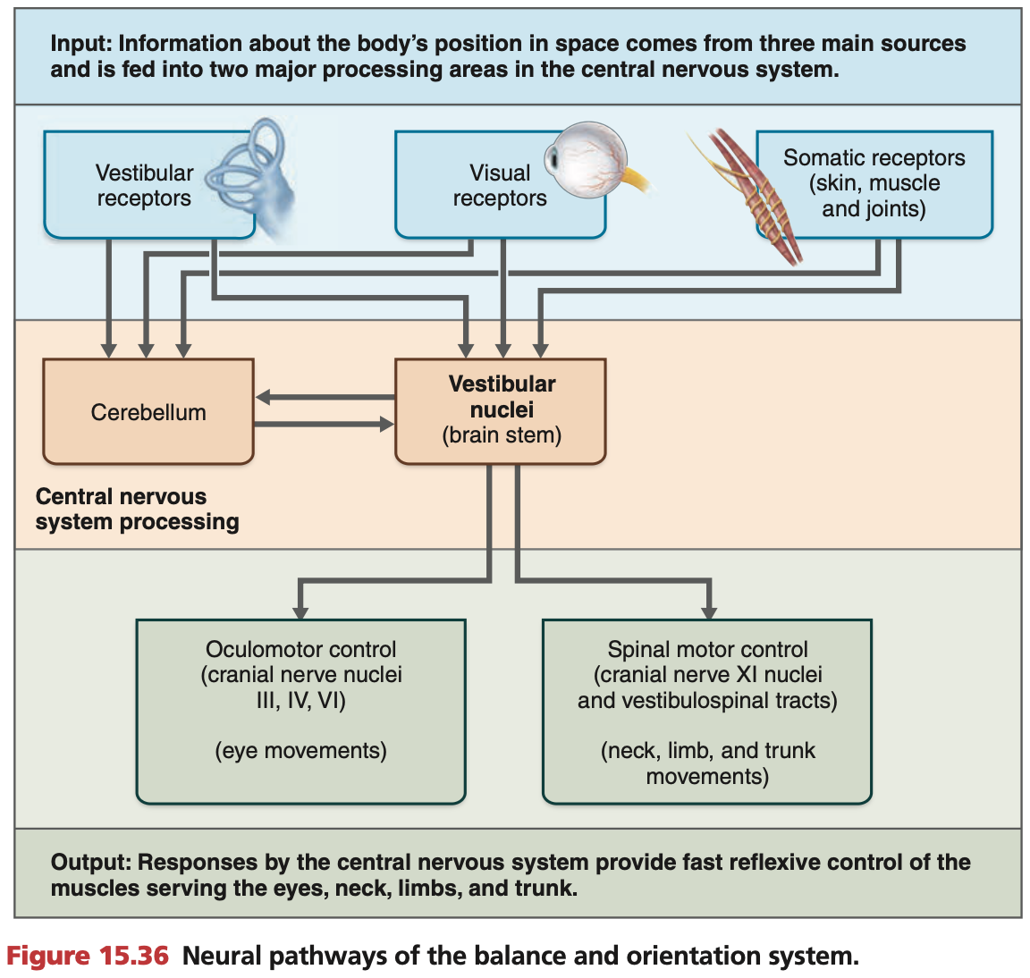 <p><strong><u>Vestibular fibres</u></strong> (<strong><u><mark data-color="blue" style="background-color: blue; color: inherit;">vestibulo</mark></u></strong><mark data-color="blue" style="background-color: blue; color: inherit;">cochlear</mark><strong><mark data-color="blue" style="background-color: blue; color: inherit;"> nerve (Cranial nerve 8)</mark></strong>) congregate in the <strong><u>vestibular nuclei</u></strong> within the brainstem’s <strong><mark data-color="purple" style="background-color: purple; color: inherit;">medulla</mark></strong></p><p>Fibres propagate in 4 directions:</p><ol><li><p><strong><em><u><mark data-color="purple" style="background-color: purple; color: inherit;">Cerebellum</mark></u></em></strong><mark data-color="purple" style="background-color: purple; color: inherit;">:</mark> To sense <strong>balance</strong></p></li><li><p><mark data-color="purple" style="background-color: purple; color: inherit;">Thalamus:</mark> To send signals to sensory and motor areas of the <strong>face</strong></p></li><li><p><mark data-color="purple" style="background-color: purple; color: inherit;">Extraocular motor neurons:</mark> To move the eyes along with the head</p></li><li><p><mark data-color="purple" style="background-color: purple; color: inherit;">Motor neurons of limbs and neck:</mark> To maintain body balance and head position</p></li></ol><p></p><p><strong><em><u><mark data-color="green" style="background-color: green; color: inherit;">Reflexes:</mark></u></em></strong></p><ul><li><p>Sometimes impulses travel <strong>directly to reflex centres in brain stem</strong></p></li></ul><p></p>
