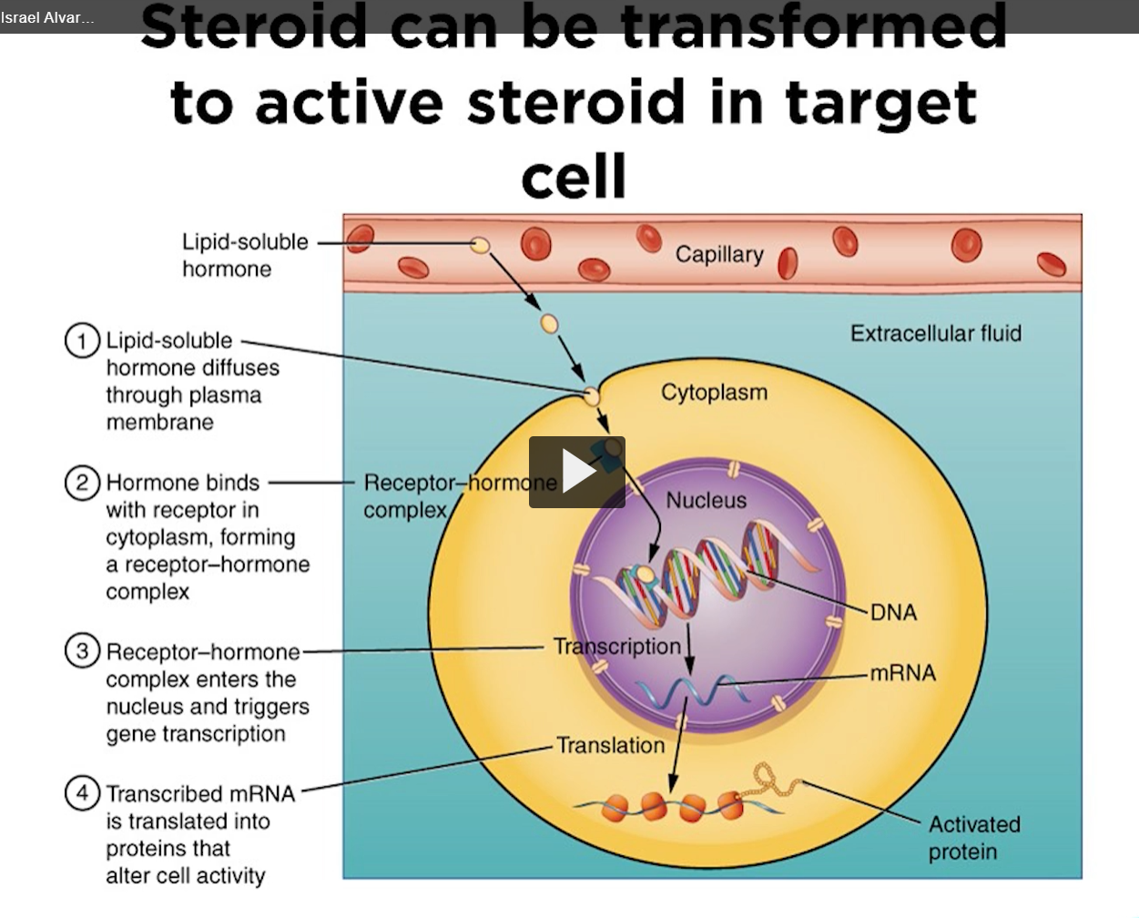 <p>for example, testosterone is transported via binding of lipoprotein to target cells. In one target cell, testosterone is converted to dihydrotestosterone and estradiol in another cell. So, this is the unique aspect of steroid hormones. </p>