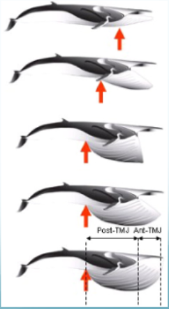 <p>Order Cetacea</p><p>Suborder Mysticeti</p><p>Family Balaenopteridae</p><ul><li><p>what organism does it contain</p></li><li><p>how do they feed</p></li><li><p>describe body shape</p></li><li><p>describe baleen</p></li><li><p>where does it live</p></li></ul><p></p>