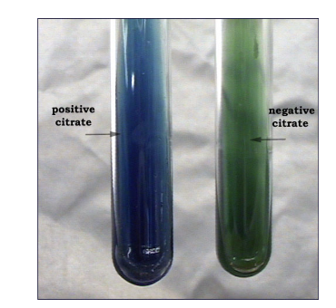 <p>Example <strong>negative</strong> bacteria in citrate test?</p>