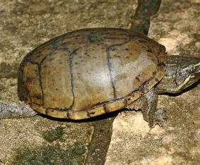 <p>nocturnal; omnivores and scavengers; shallow water with slow currents; can climb; single hinge; stripes from nose to neck; commonly has minor barbules around chin and neck; square pectorals</p>