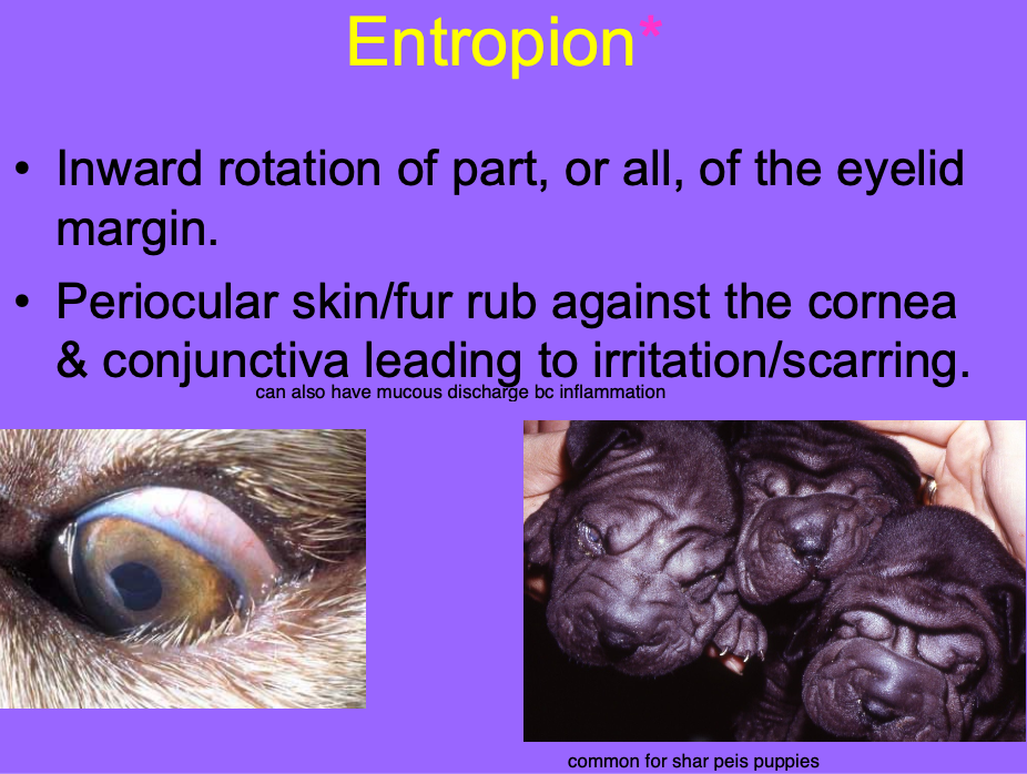 <p>Inward rotation of part, or all of the eyelid margin.</p>