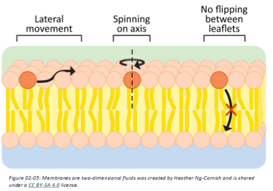 <p>The concept that phospholipids are not static and constantly move on the lateral (horizontal axis)</p>