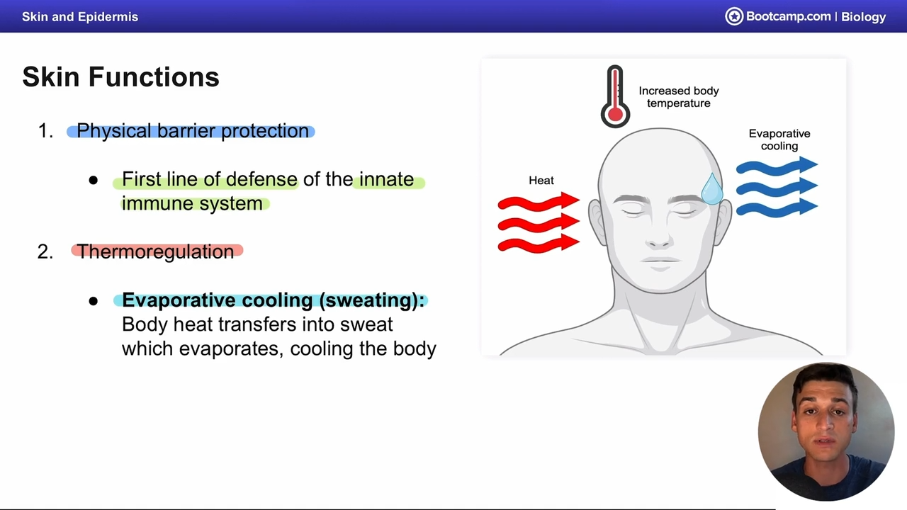 <p>thermoregulation of the skin, body heat is transfered into the sweat, which evaporates, this cools the body </p>