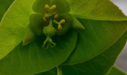 <ul><li><p><span>Kruiden – struiken, met <em><u>melksap</u></em>, soms succulent, één- of tweehuizig</span></p></li><li><p style="text-align: left;"><span>Bladeren verspreid of tegenoverstaand, steeds enkelvoudig, soms ontbrekend (stengelsucculent)</span></p></li><li><p style="text-align: left;"><span>bloemen éénslachtig, klein, groenachtig, <u>naakt </u>(Euphorbia) of met <em><u>3 tepalen </u></em>(Mercurialis)</span></p></li><li><p style="text-align: left;"><span>Bloeiwijze Euphorbia : zeer kenmerkend <em><u>cyathium </u></em>(schijnbloemen)</span></p></li><li><p style="text-align: left;"><span>meeldraden : variabel</span></p></li><li><p style="text-align: left;"><span><em><u>Vruchtbladen : meestal 3 (Euphorbia) </u></em>zelden 2 (Mercurialis) vergroeid, bovenstandig, elk hok met 1 zaad, stijlen 2 (vrij tot kort vergroeid)</span></p></li><li><p style="text-align: left;"><span><em><u>vrucht een splitvrucht</u></em></span></p></li></ul><p></p>