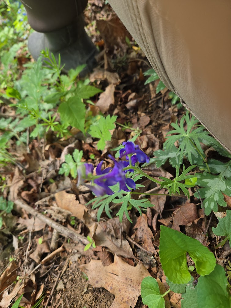 <p><strong>(<em>Delphinium tricorne</em>)</strong> – Early spring woodland plant with deeply divided leaves and spikes of blue to purple flowers with backward-pointing spurs. Found in rich deciduous forests. <strong>Autotroph; spring ephemeral.</strong><br><strong>Uses:</strong> <strong>Toxic (contains alkaloids); not edible.</strong> Occasionally noted in traditional medicine, but generally avoided; valued for its ecological role and pollinator support.</p>