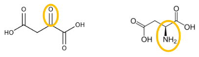 <p>Name the keto acid and its amino acid</p>