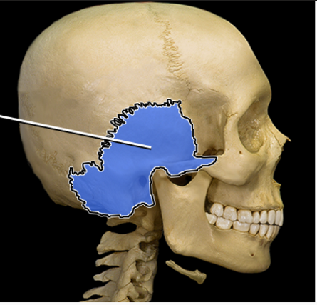 <p>What structure is indicated</p>