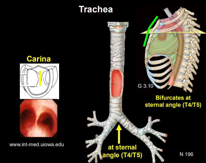 <p><span style="background-color: transparent;"><strong>Bifurcation:</strong> It splits at the <strong>carina</strong> (level of the sternal angle, T4/T5) into the <strong>Right and Left Main Bronchi</strong>.</span></p>