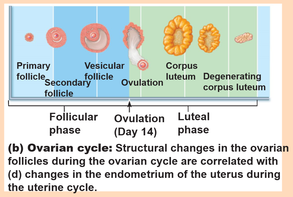 <p>The follicular phase is a period of follicle growth from days 1 to 14, while the luteal phase is a period of corpus luteum activity from days 14 to 28</p>