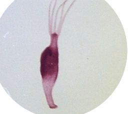 <p>with what organ</p>