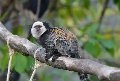 <p>Common Name: Geoffery’s Marmoset</p><p>Suborder: Haplorhini</p><p>Order: Primates</p><p>Family: Callitrichidae </p>