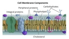 <p>Possesses hydrophilic heads and hydrophobic tails that face inward. Barrier to most water soluble molecules</p>