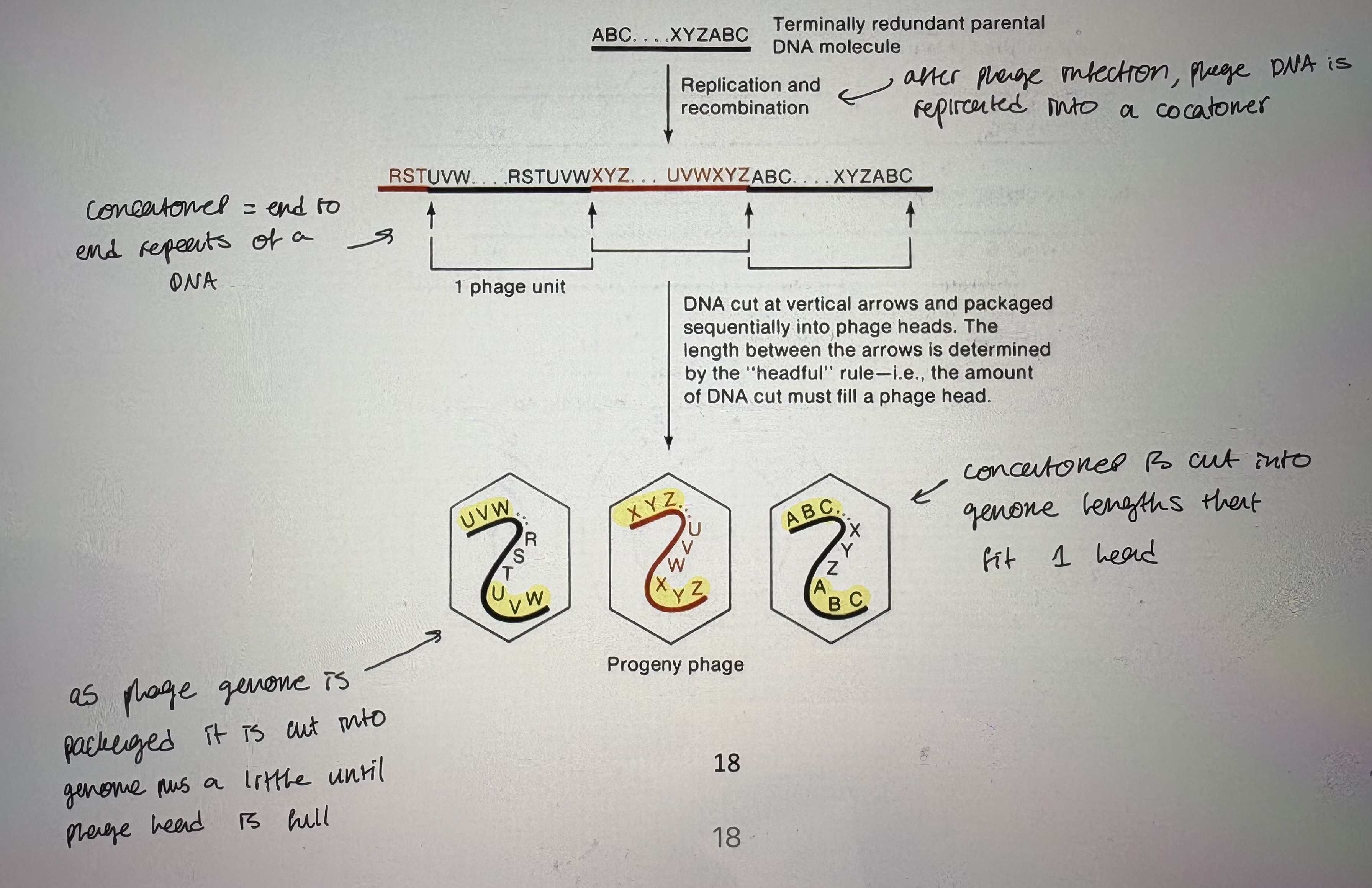 <p>- How are terminally redundant genomes generated?</p><p>- headful packaging of phage DNA into phage head explains circular map/linear genome confusion </p><p>- After phage infection, phage DNA is replicated into a concatomer (end to end repeats of a DNA)</p><p>- As phage genome is packaged it is cut into genome plus a little until phage head is full</p><p>- Concatomer is cut into genom lengths that fit 1 head</p><p></p>