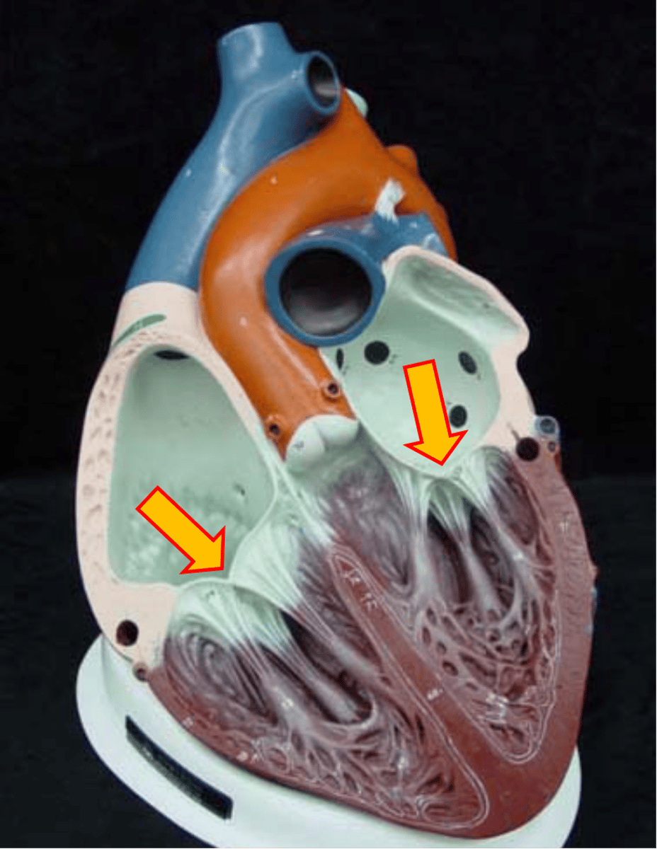 <p>bicuspid (mitral) and tricuspid; blood flows from atria into ventricles through AV valves; as ventricles contract, cusps of valves closes; closing prevents backflow into atria</p>
