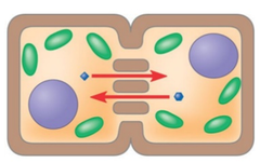 <p>Channels connecting neighboring plant cells, allowing substances and signals to pass directly between them.</p>
