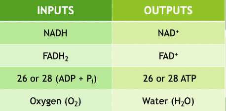 <p><strong>Inputs: oxygen (6 O2), 26 or 28 ADP+ Pi, NADH, FADH2, electrons.</strong></p><p><strong>Outputs: 6 H2O, NAD+, FAD+, 26 or 28 ATP.</strong></p><p><strong>H combines with O to produce water, 26 or 28 ATP is produced with the energy harnessed from NADH and FADH2 unloading H . </strong></p><p>Purpose: releases energy from electrons in <strong>small steps</strong> to produce ATP.</p><p>Electrons move along carrier proteins (<strong>cytochromes</strong>) in the inner mitochondrial membrane.</p><p>Oxygen acts as the <strong>final electron acceptor</strong>, combining with H⁺ and electrons to form <strong>water</strong>.</p>