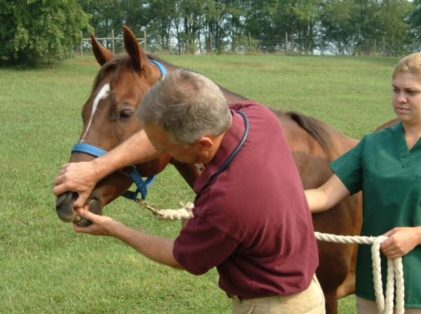 <p>Step 1: The veterinarian is looking at the horse’s ________ for Capillary Refill Time, Moisture, and Color</p>