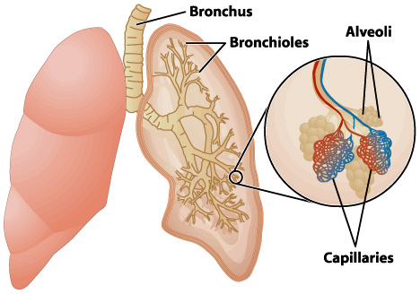 <p>“Air sacs'“ where oxygen and carbon dioxide exchange.</p>