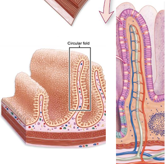 <p>folds on small intestine mucosa only, increase surface area, provide great distance for material to be ingested and absorbed, in the center of each villus are blood vessels and a lacteal</p>