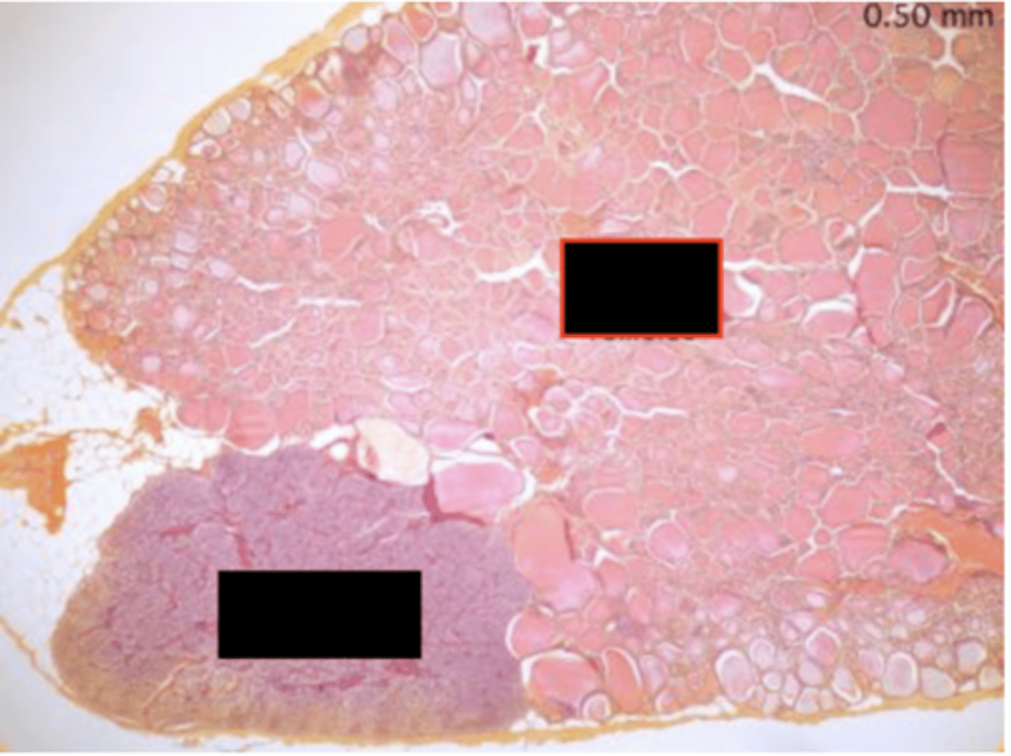 <p>Identify the organ</p>