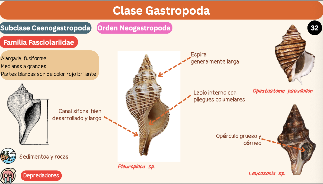 <p><strong>FILO </strong>Mollusca<strong><br>CLASE </strong>Gastropoda<br><strong>SUBCLASE </strong>Caenogastropoda<br><strong>ORDEN </strong>Neogastropoda<br><strong>FAMILIA </strong>Fasciolariidae<br><strong>GÉNERO </strong><em><u>Pleuroploca sp</u></em><strong><br>CARACTERÍSTICAS </strong><br><strong>RÁDULA </strong>Raquiglosa<strong><br>ALIMENTACIÓN </strong>Depredadores<strong><br>HÁBITAT </strong>Sedimentos y rocas</p>