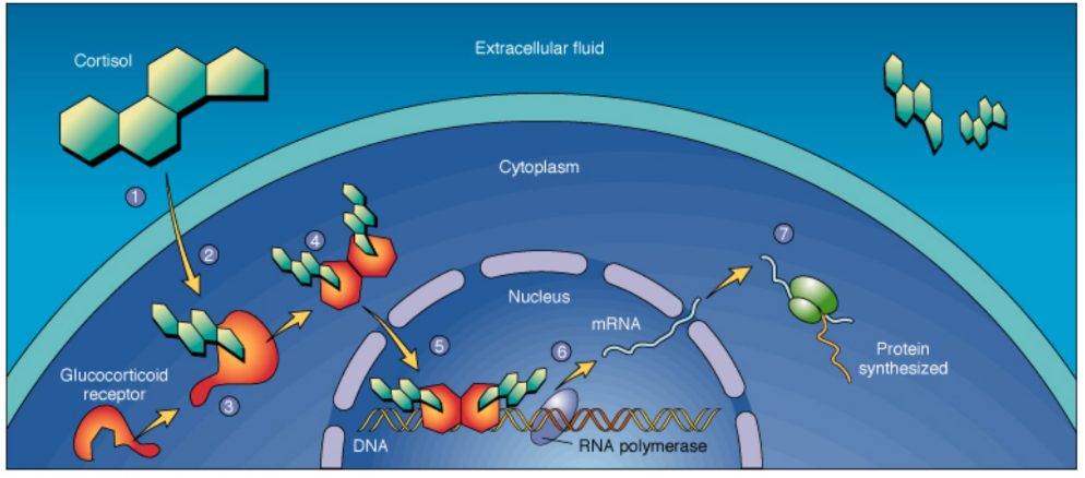 <ul><li><p>Steroid hormones = nonpolar → diffuse through membrane </p><ul><li><p>Hormone binds to Nuclear Hormone Receptor in cytoplasm </p></li><li><p>Δ conformation of Nuclear Hormone Receptor → expose/activate NLS (import signal) </p></li><li><p>Importin grabs hormone-receptor complex → imported to nucleus </p></li></ul></li></ul><p></p>