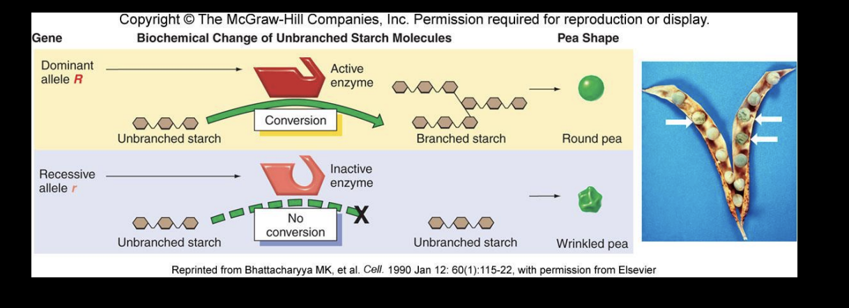 <ul><li><p>Genes encode proteins that perform biochemical function and produce phenotypes </p></li><li><p>Alleles are variants of genes that can effect what the resulting protein does and thus produce a different phenotype</p></li></ul><p></p>