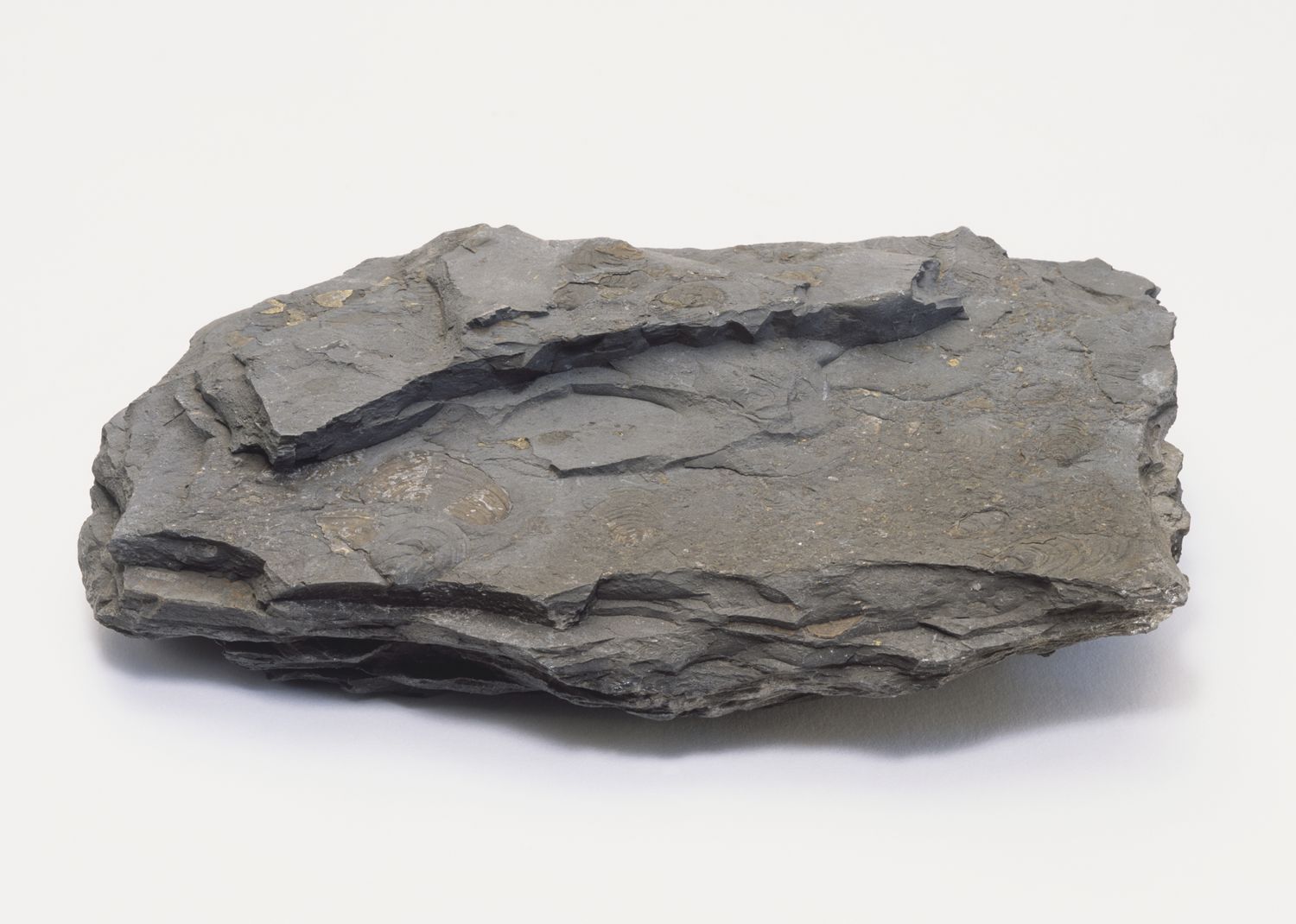 <p>Shale</p>